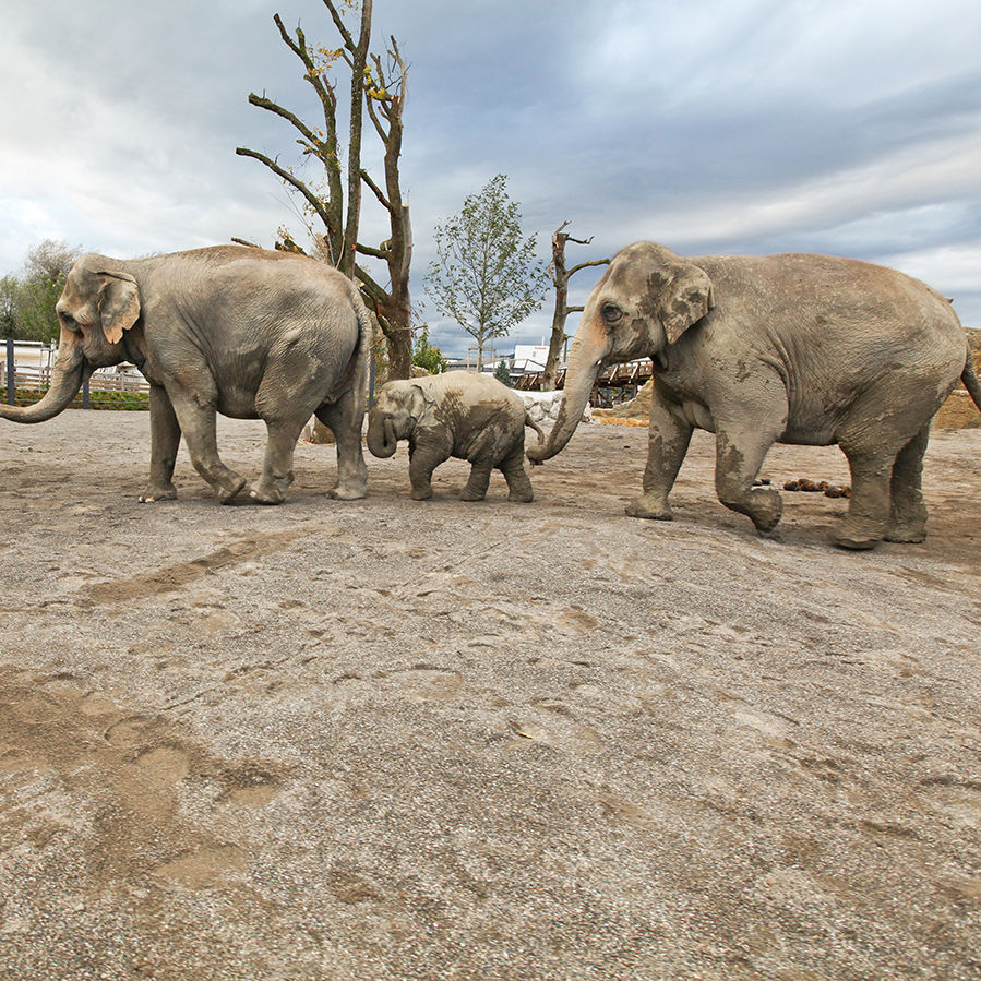 Elefanten in Knies Kinderzoo