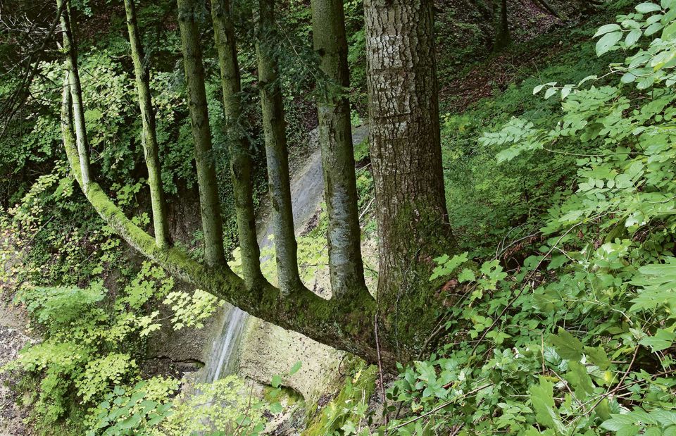 Verzweigter starker Baum